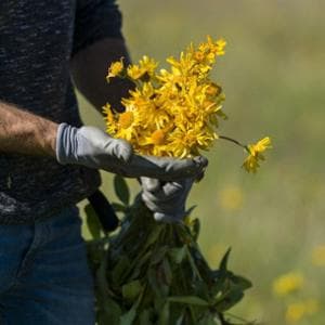 Dall’arnica al rosmarino: le piante aromatiche a rischio