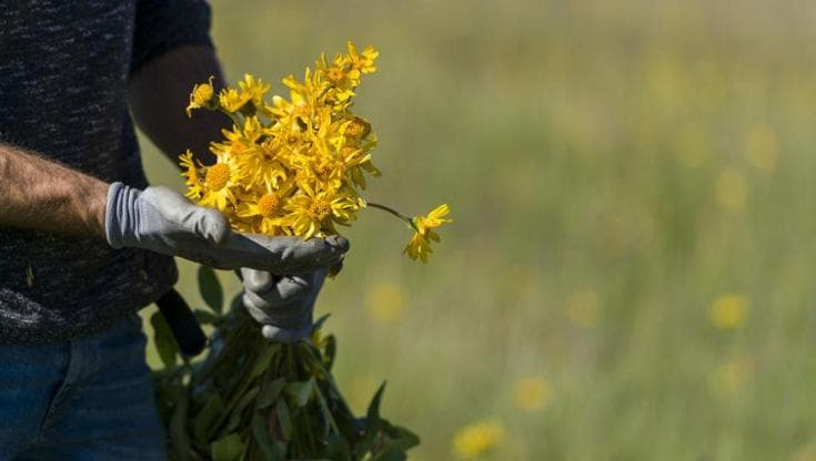 Arnica montana (AFP via Getty Images)