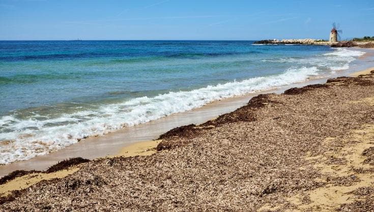 Posidonia su una spiaggia della Sardegna
