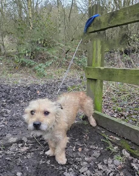 Trovano un cane legato a una recinzione, la verità sul suo passato ...