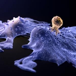 Hastalıklı hücrelerin etrafındaki şeker kalkanını vurursanız hücresel tedaviler daha etkilidir