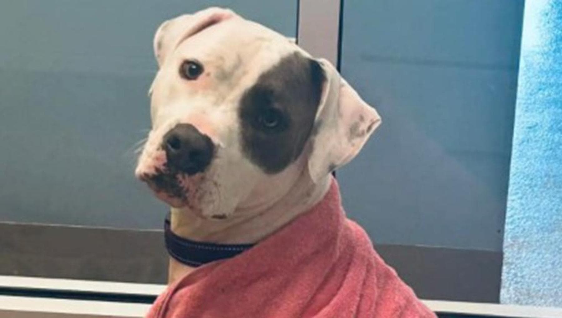 Il lieto fine di Chase, il cane adottato dopo 700 giorni anche se ...