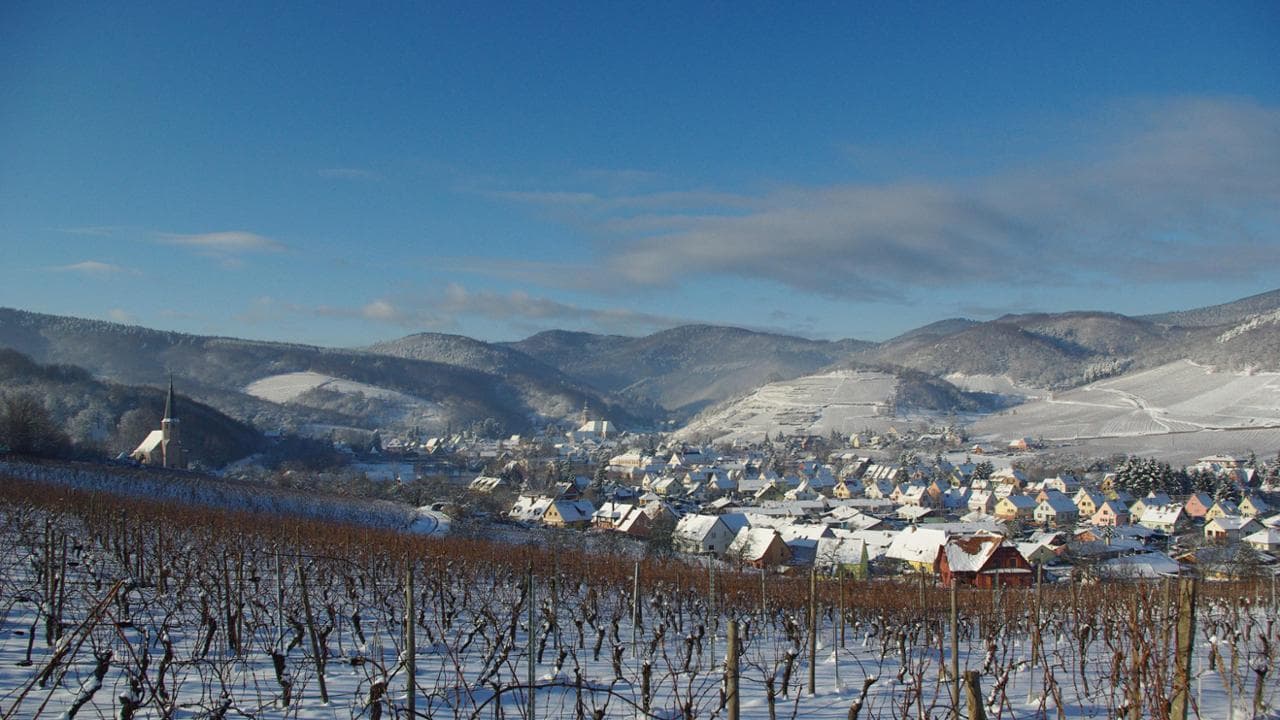 Vigneti innevati a Andlau (@ConseilVinsAlsace)