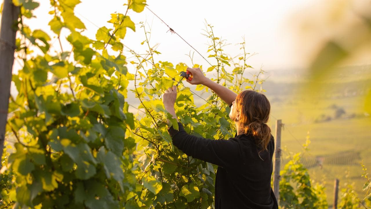 Vigne d'Alsazia (©Florence-ConseilVinsAlsace)