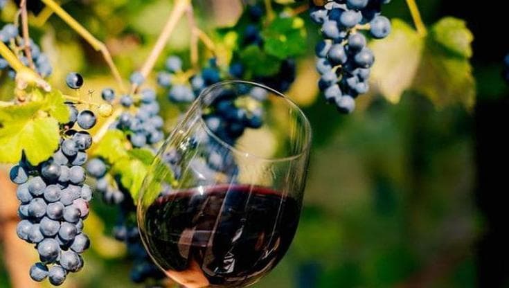 A quarant’anni dallo scandalo del vino al metanolo, aspettando una nuova rivoluzione