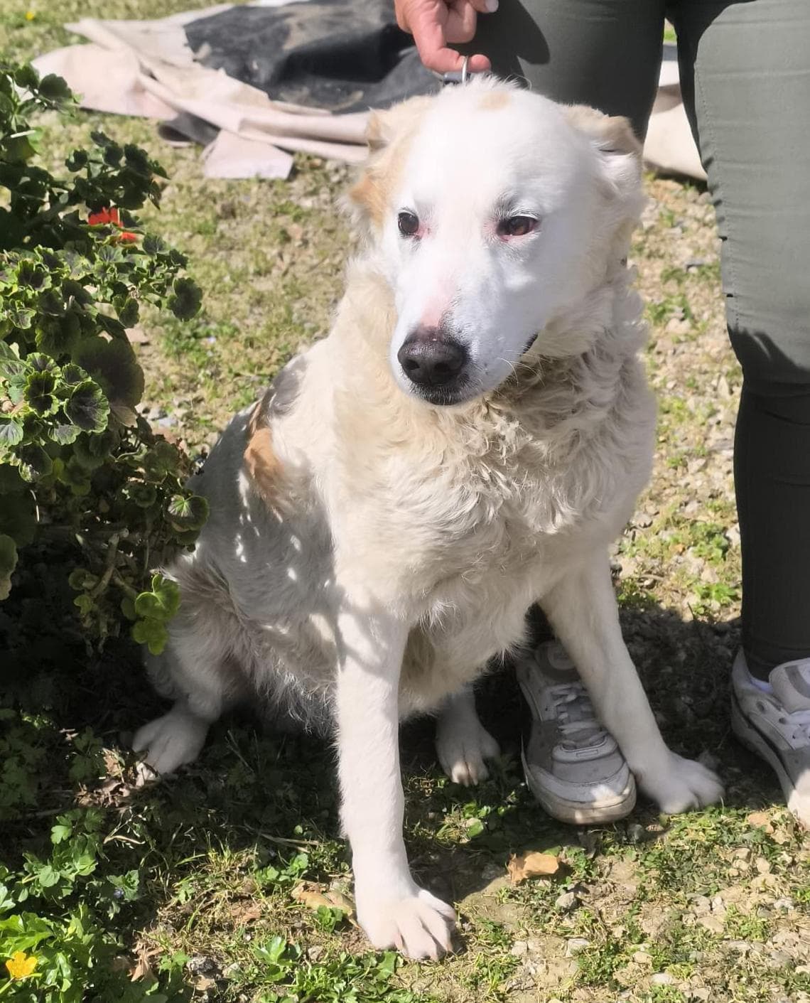 Per otto anni la sua vita è stata alla catena, oggi il cane Cicerone ...