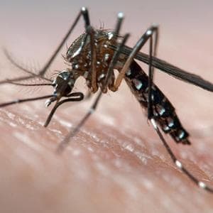 Leishmaniasis'ten dang hummasına: yeni sivrisineklerden gelen hastalıklar