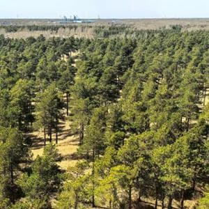 Un deserto in Cina “rifiorisce” e contribuisce a catturare anidride carbonica