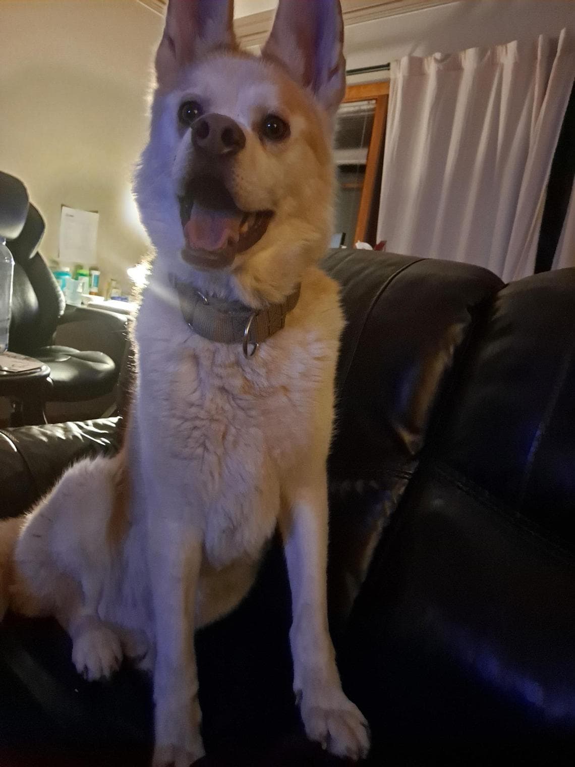 Il sorriso diverso di Vlad, il cane che ha atteso sei anni prima di ...