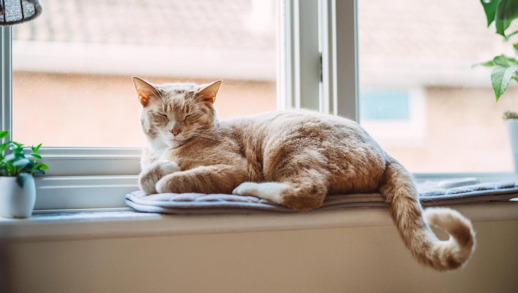 Kedilerde sık görülen böbrek yetmezliğinin nedeni keşfedildi