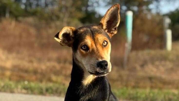 Tra i rifiuti, una vita che resiste: la storia del cane che proteggeva ...