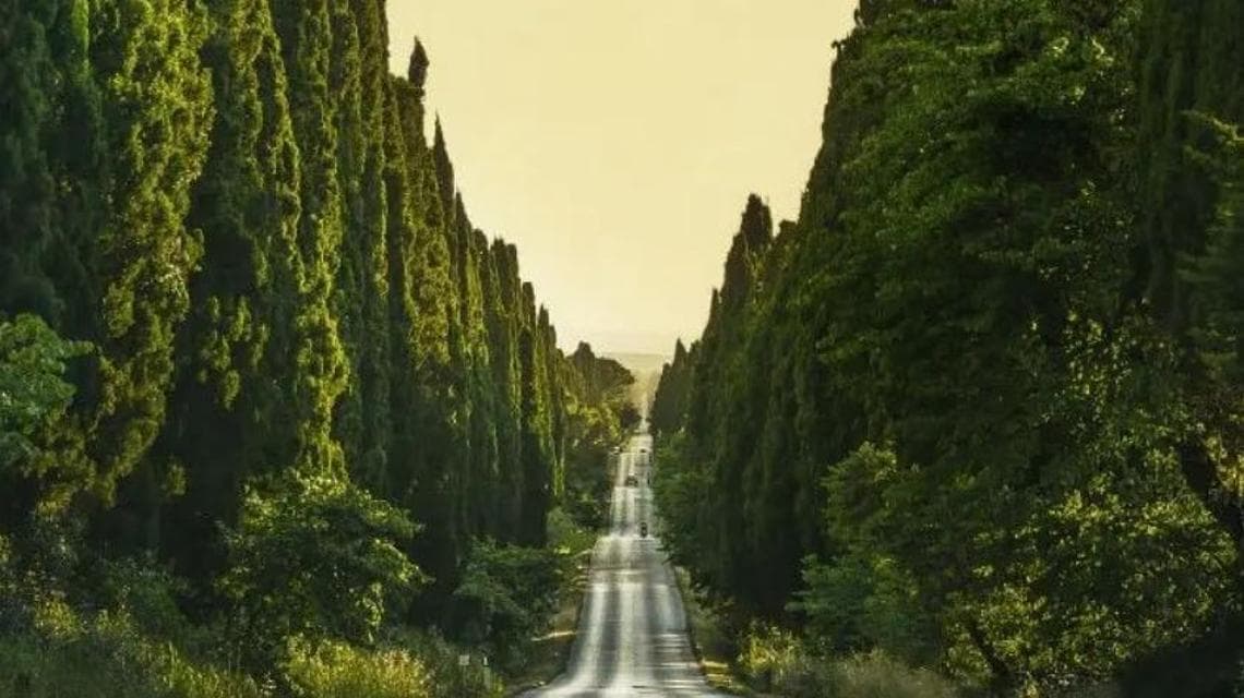 Il viale dei Cipressi (@tenutasanguido)