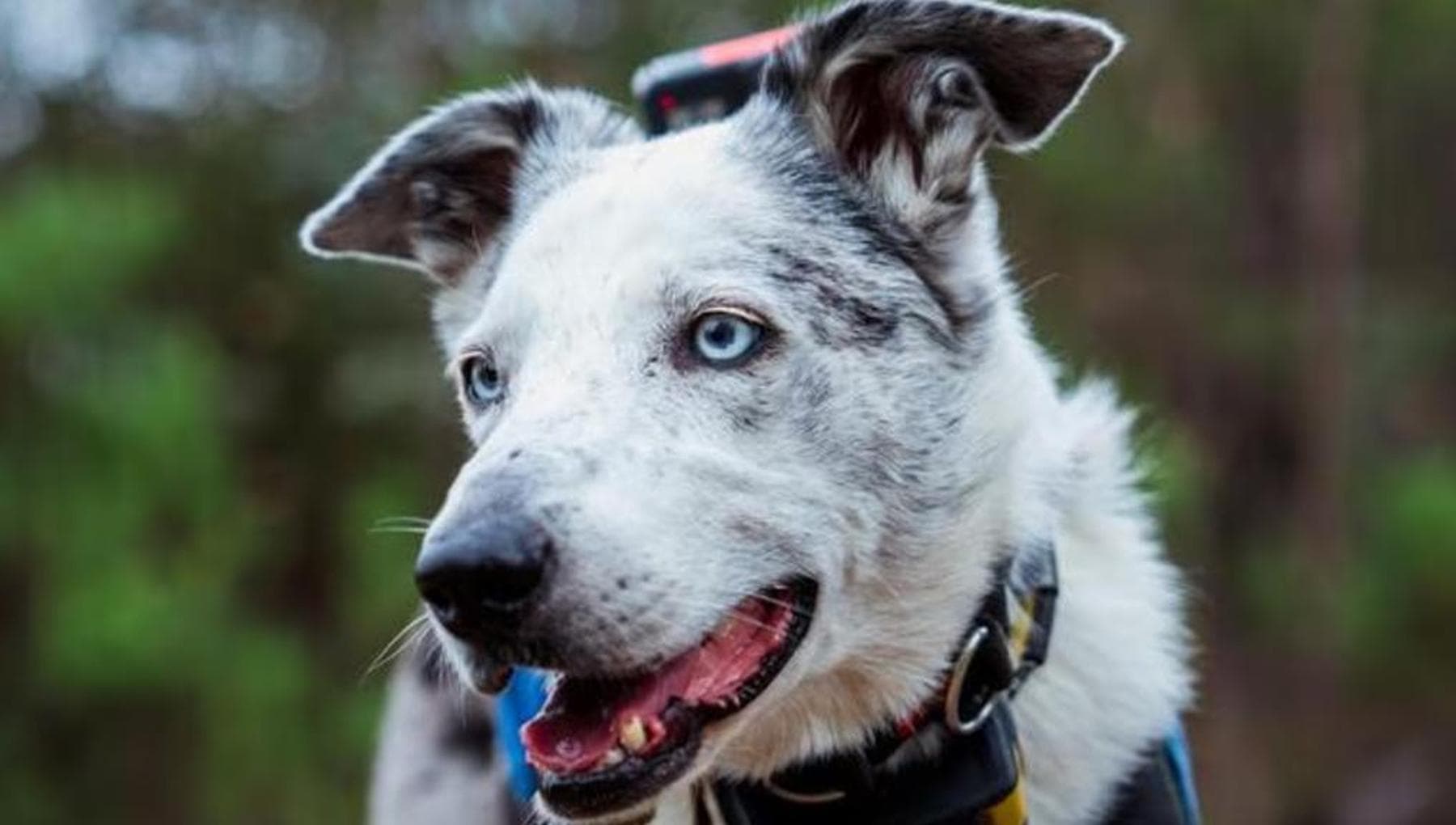 Bear, il cane eroe dei koala va in pensione: dieci anni tra le fiamme ...