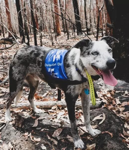 Bear, il cane eroe dei koala va in pensione: dieci anni tra le fiamme ...