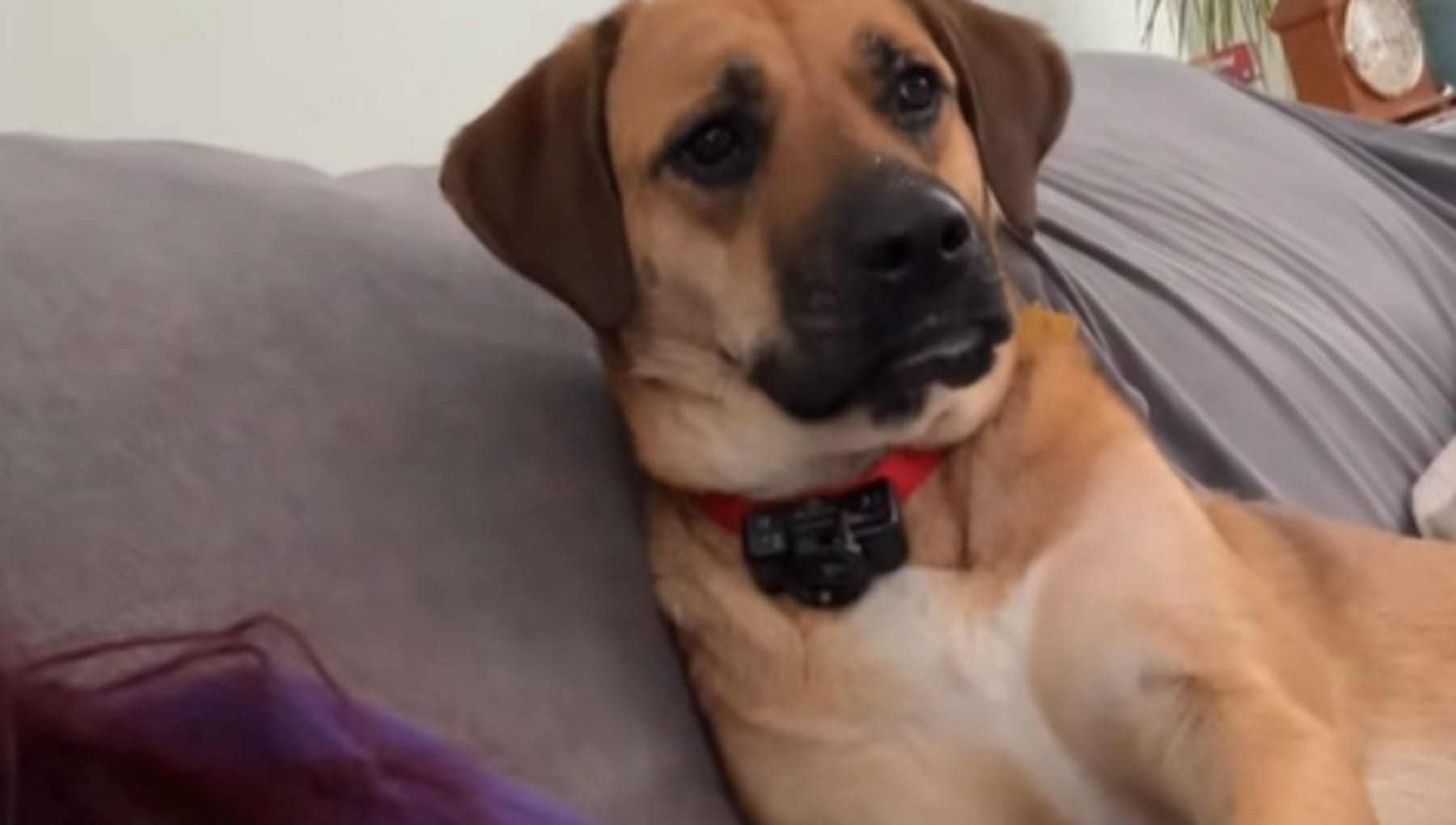 La lezione del cane Maggie: vede le lacrime dalle sua proprietaria e agisce nel modo più umano possibile