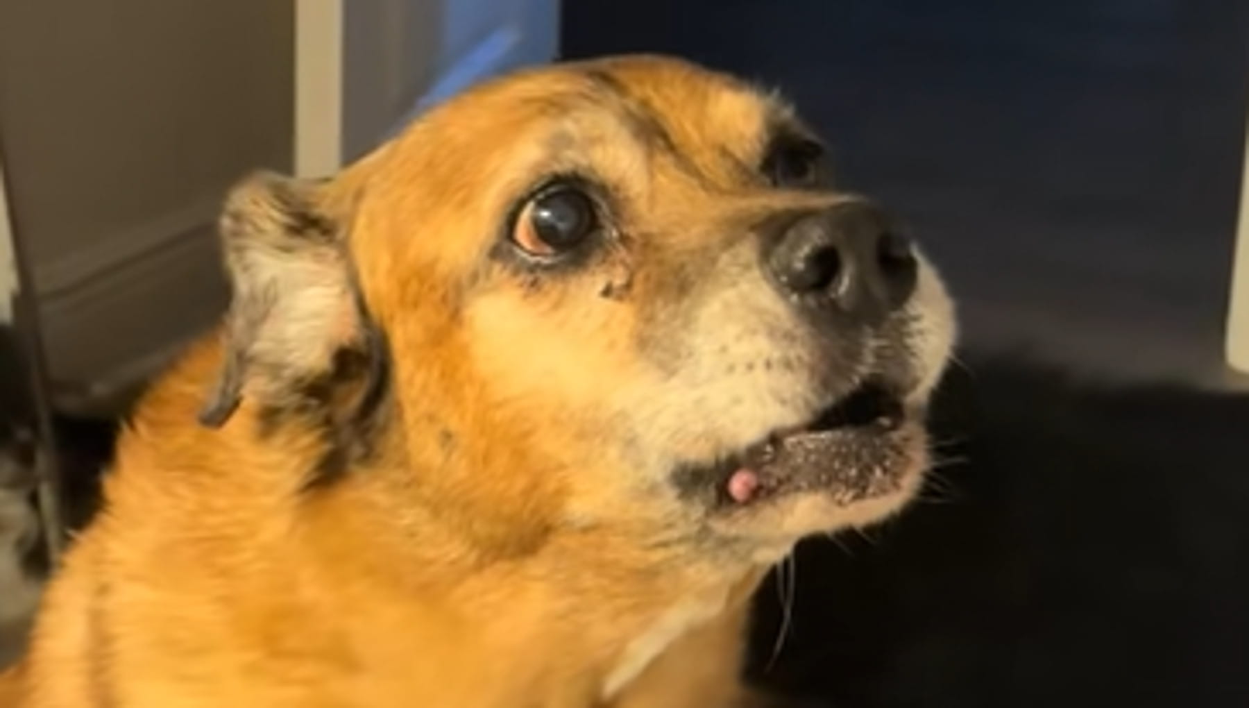 Dobie, il cane che avverte i picchi glicemici del suo umano senza esser stato addestrato a farlo