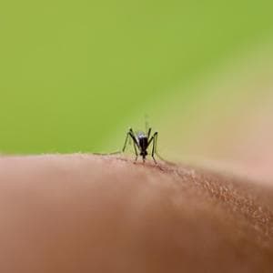 Leishmaniasis'ten dang hummasına: yeni sivrisineklerden gelen hastalıklar