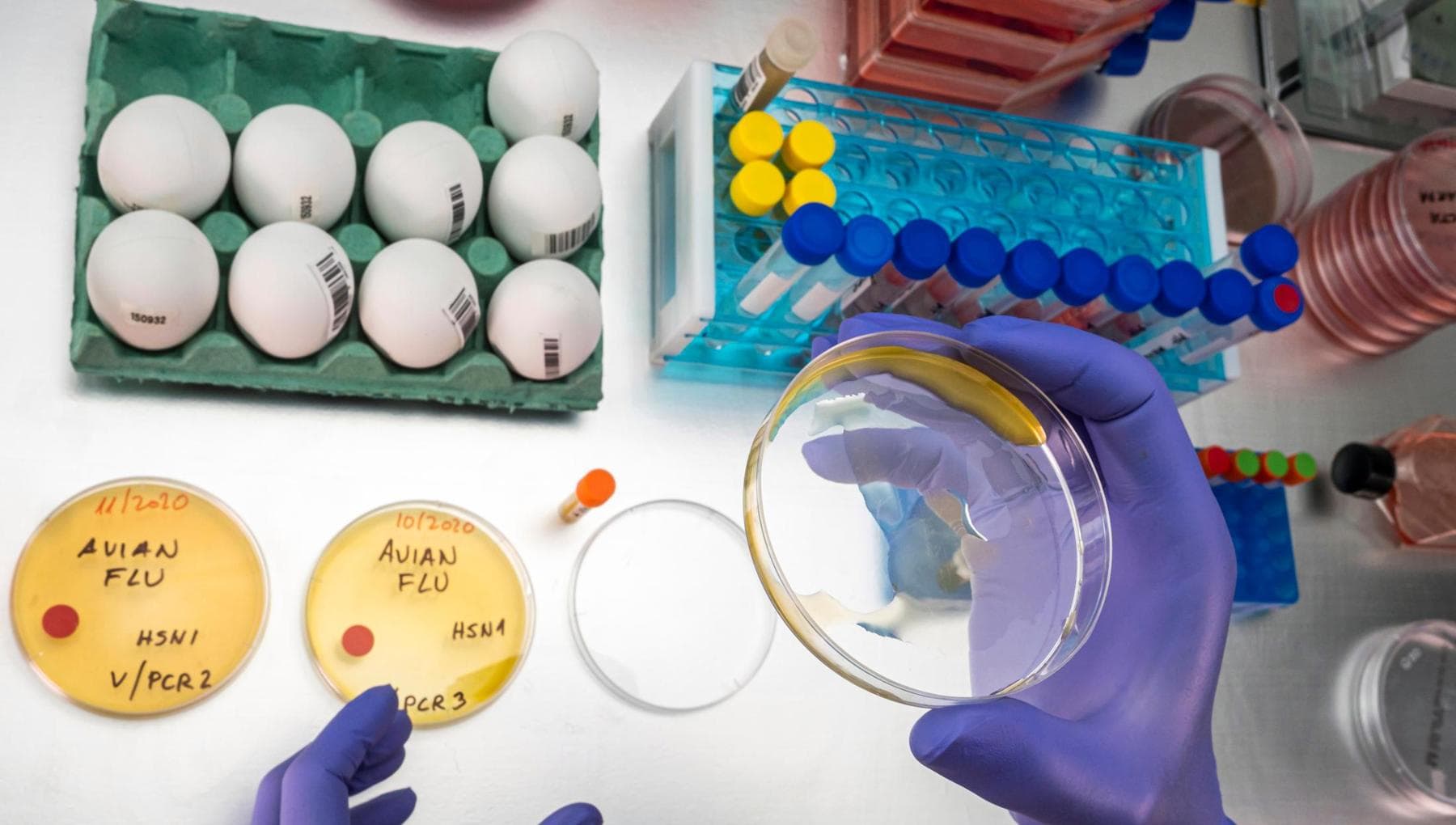 İtalya'da kuş gribi: nedir, belirtileri ve nasıl tedavi edilir