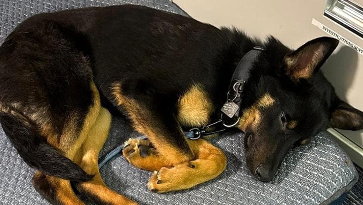 Legato sotto la pioggia, per oltre 24 ore. Poi il cane Zeus viene ...