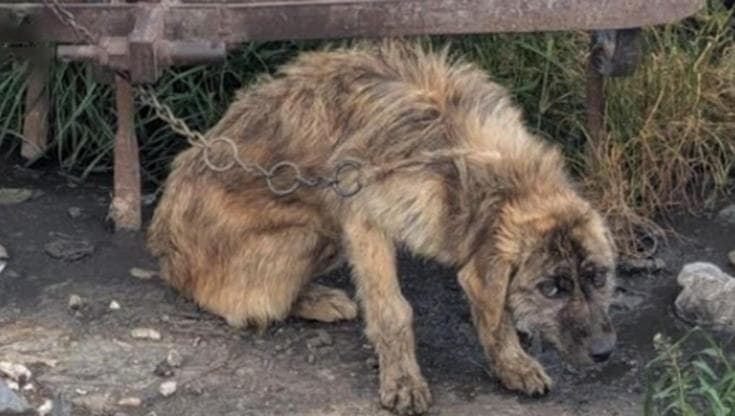Ossi, cane tenuto alla catena arrugginita senza acqua e cibo. Così ...