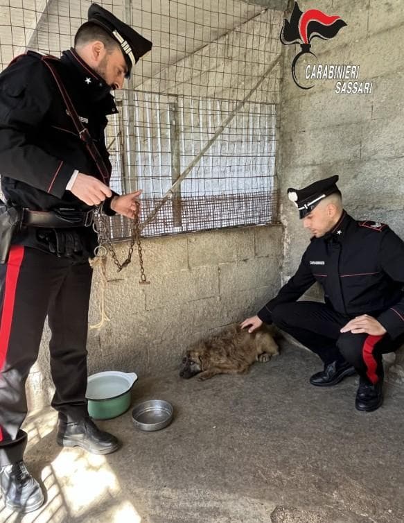 Ossi, cane tenuto alla catena arrugginita senza acqua e cibo. Così ...