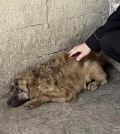 Ossi, cane tenuto alla catena arrugginita senza acqua e cibo. Così ...