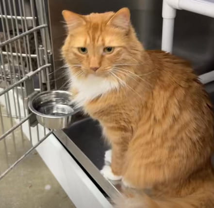 I suoi proprietari si separano e lui finisce in gabbia. Ma per il gatto ...