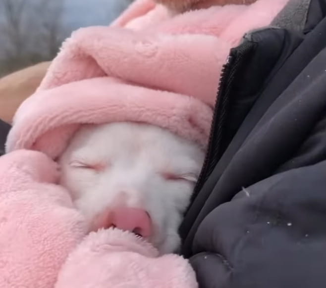 Piglet, il cane rosa cieco e sordo che insegna a vivere con amore ...