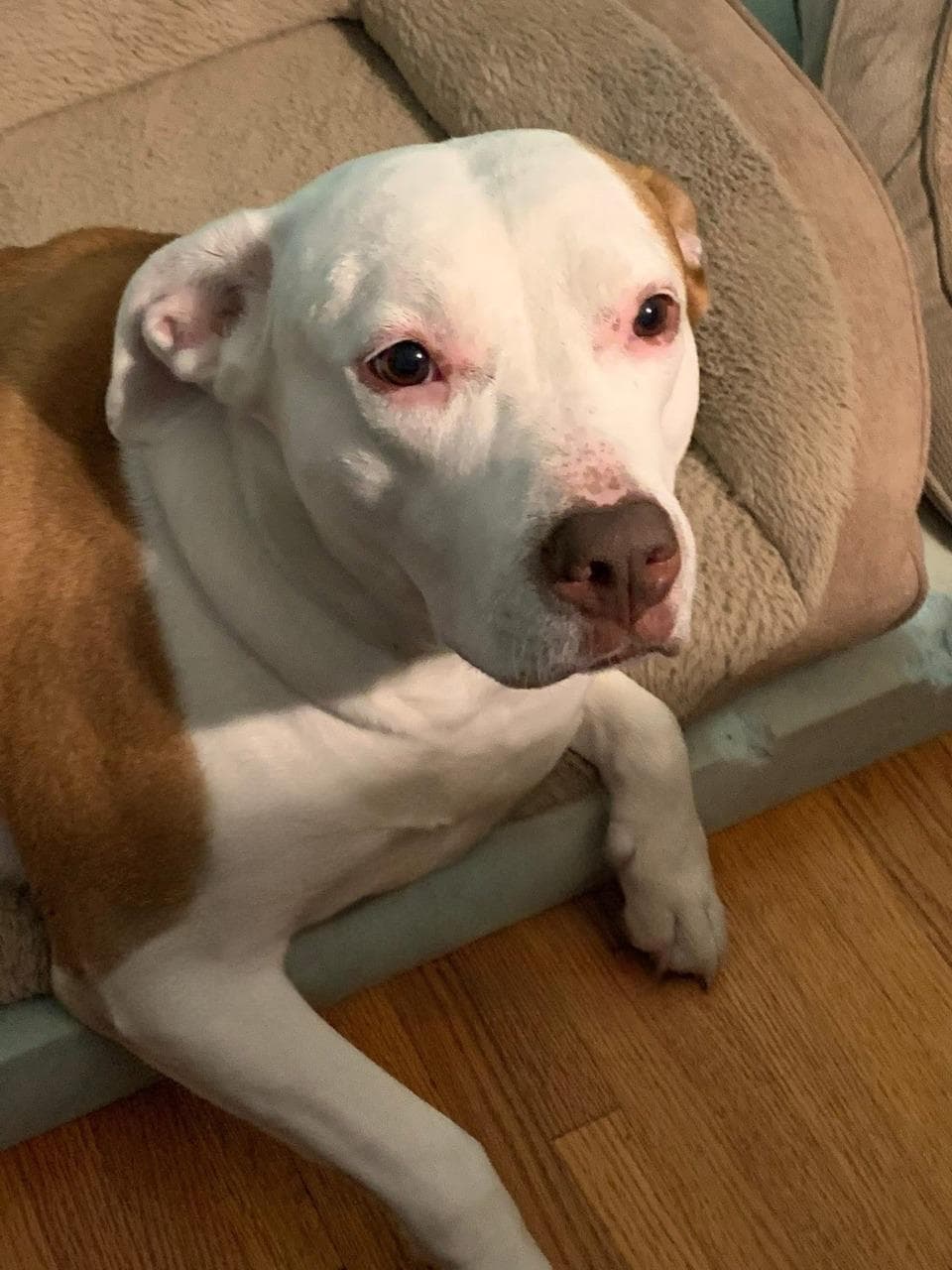Ha perso Sammie, il cane della sua vita. Poi vede 3527 e capisce che ...