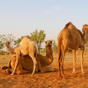 Tek hörgüçlü böceklerden gelen süper böceklere karşı yeni silahlar
