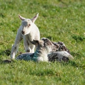 Cinque motivi per dire di no all'agnello sulla tavola di Pasqua