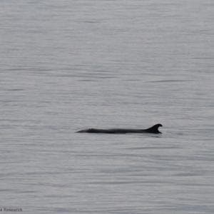 Il cetaceo “fantasma” che nessuno vede: il capodoglio pigmeo individuato grazie alla sua arma segreta