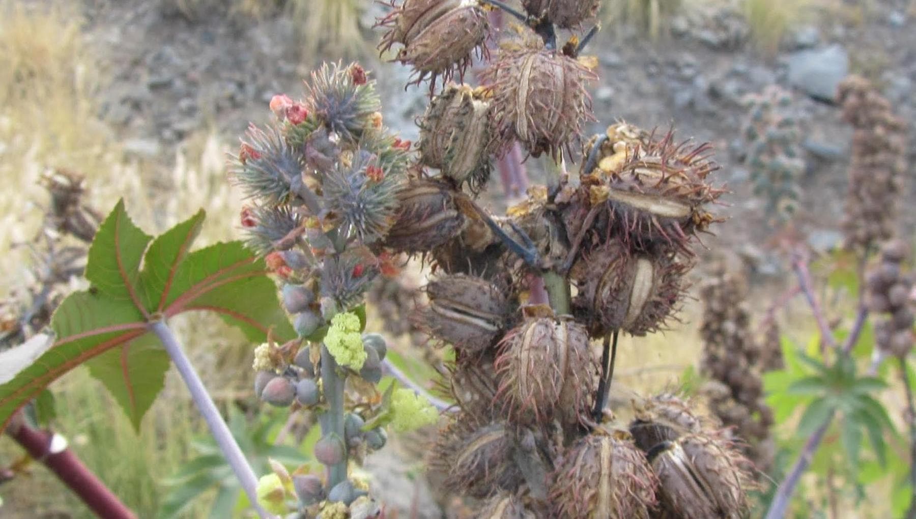 Ricin: nedir ve neden bu kadar tehlikeli