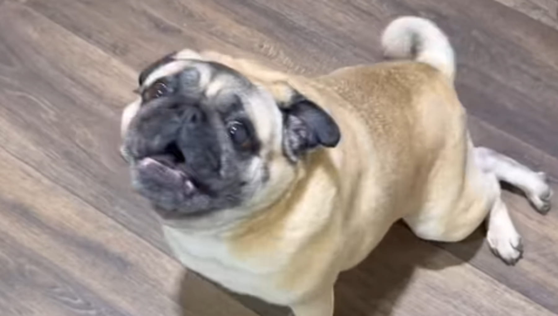 Il cane Maggie non riesce più a correre come una volta ma la sua pet sitter trova il regalo perfetto