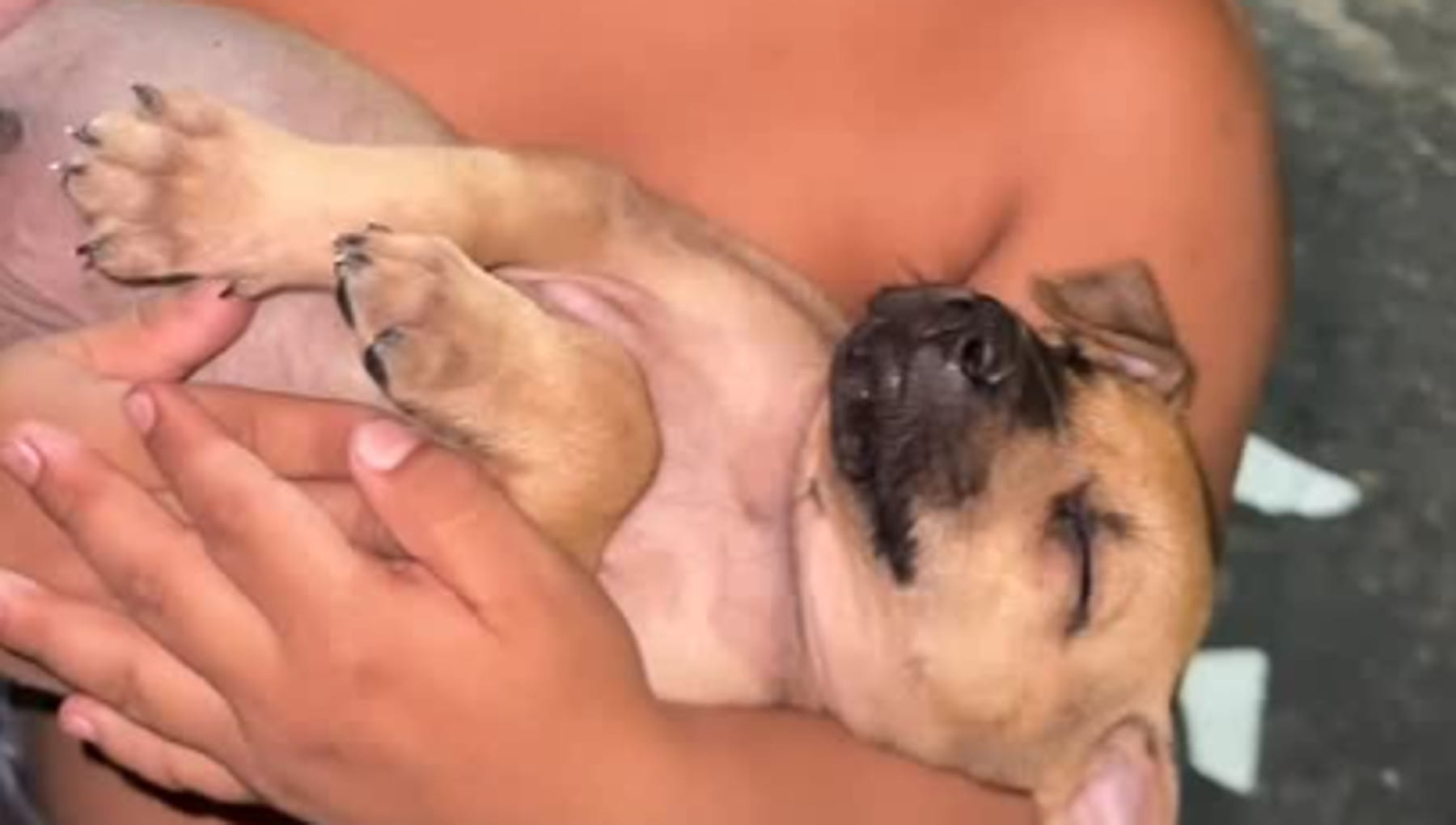 Ha tre anni ma ha già insegnato al mondo cosa significa prendersi cura: ecco come salva quattro cani