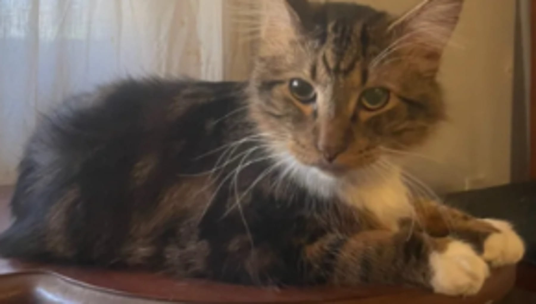 Porta il suo gatto ansioso a fare una passeggiata: pochi minuti dopo accade l’impensabile