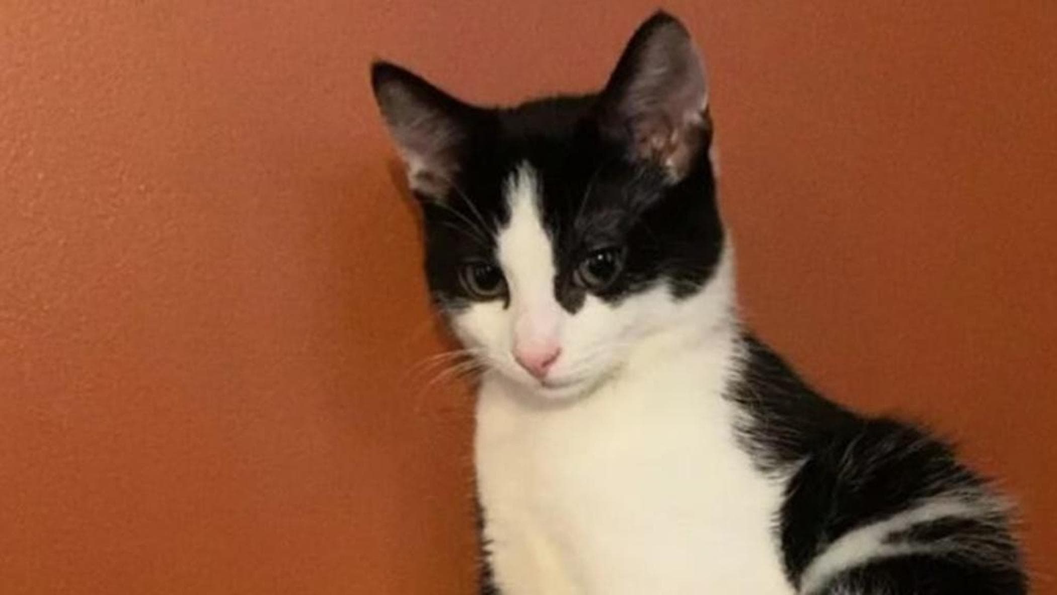 “L’abbiamo sentito miagolare sotto i nostri piedi”, così il gatto Yoko sopravvive alla crudeltà dei vicini