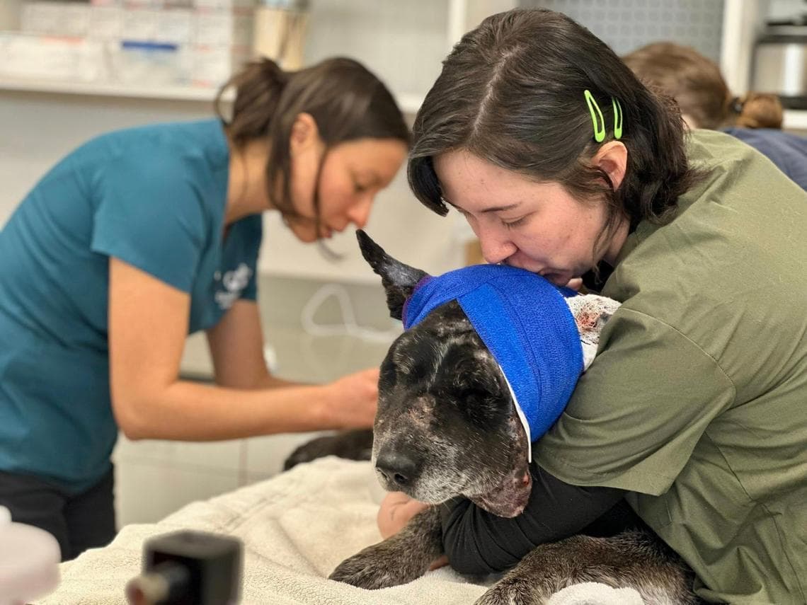 L’eroe Honey, il cane mezzo cieco e anziano che ha sfidato un orso per ...