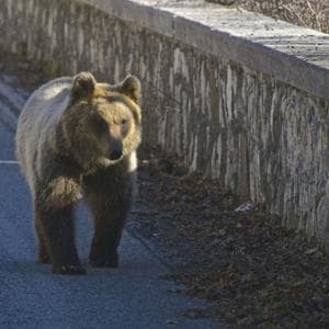 81 Marsika ayısı var ve türün geleceği Abruzzo Ulusal Parkı dışında oynanıyor