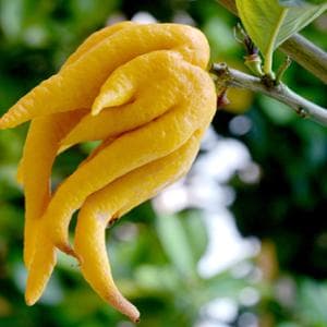 I limoni che non ti aspetti, dal rosso di Calabria alla “mano di Buddha”