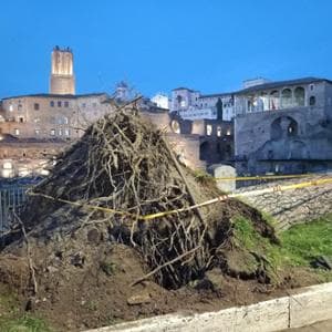 Potature di alberi in città, le associazioni: “Tagli indiscriminati”. Le linee guida