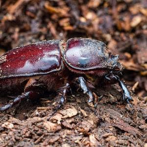 Il riscaldamento globale minaccia anche gli scarabei stercorari, gli spazzini delle foreste