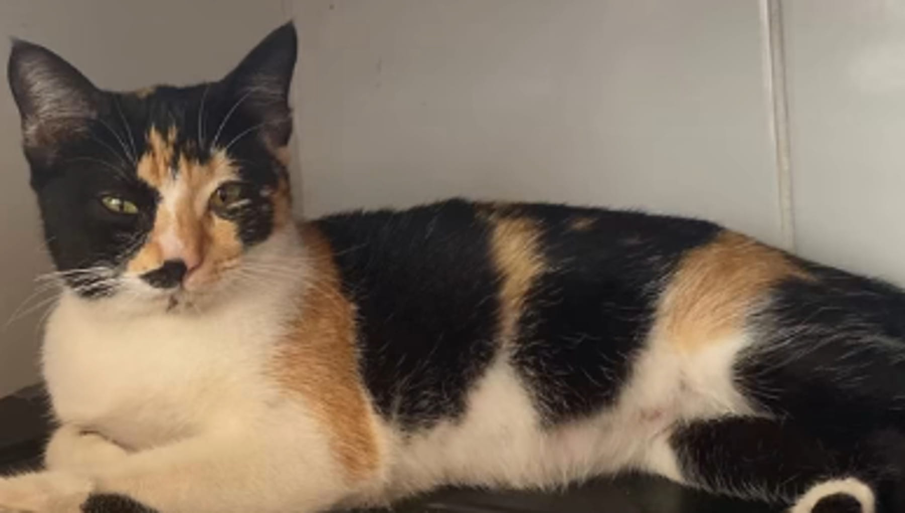 Un gatto randagio sorprende tutti: non era maschio e custodiva anche ...