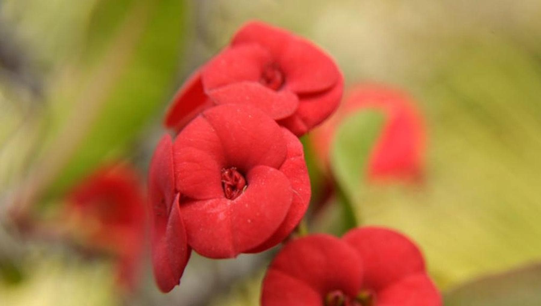 Euphorbia milii: yetiştirme, bakım ve çeşitleri