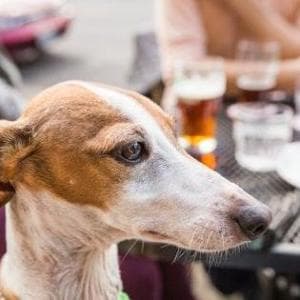Menu di lusso per i cani, piatti fino a 30 euro. Pet friendly o esagerazione? Il dibattito