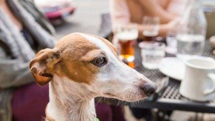 Menu di lusso per i cani, piatti fino a 30 euro. Pet friendly o esagerazione? Il dibattito