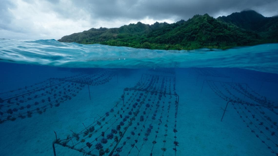 (foto: Coral Gardeners)