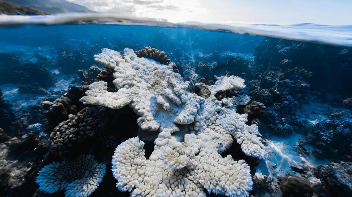 (foto: Coral Gardeners)