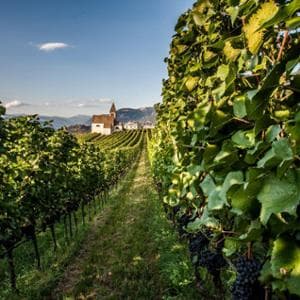 Vino al vino: oltre il consumo, una cultura da comprendere e comunicare
