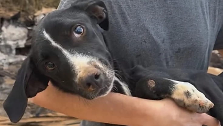 Sopravvissuto contro ogni probabilità, il cane Lily “continuava a ...